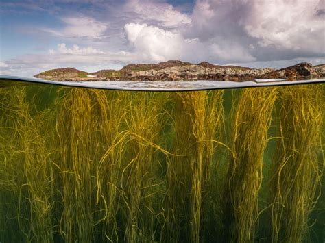 Awaken Your Senses with Oahu's Magic Seaweed